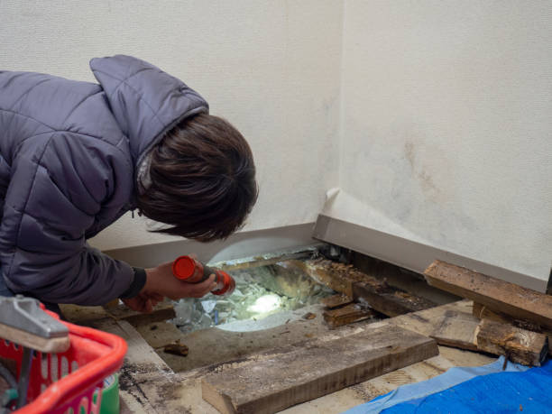 Best Commercial Mold Inspection  in Perryton, TX